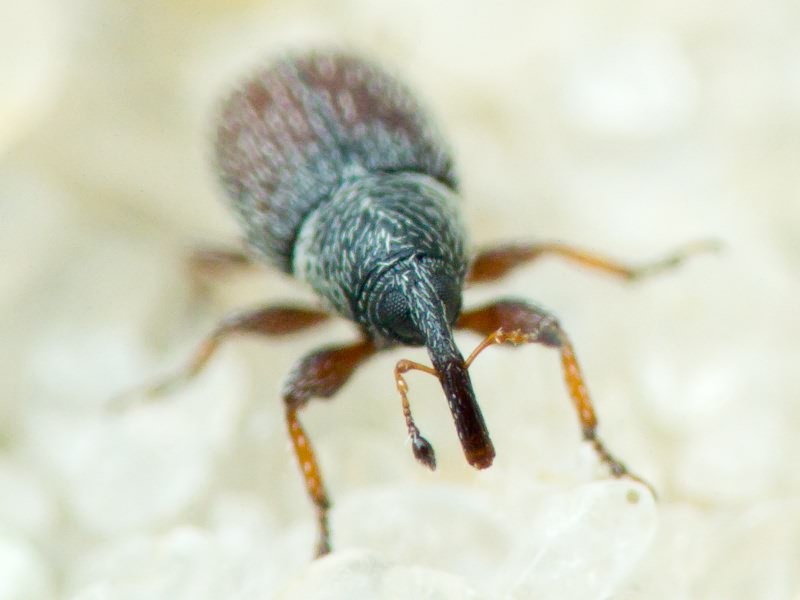 Mecinus plantaginis (Eppelsheimer, 1875)